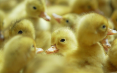 舜華鴨業(yè)：首批鴨苗發(fā)放 科技賦能助力鄉(xiāng)村振興